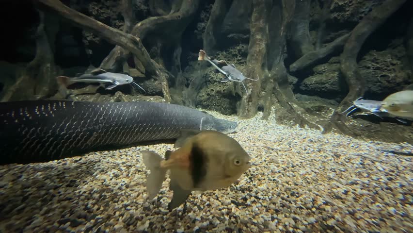 Arapaima rests on the aquarium floor near catfish. Artificial rocks and roots are in the background.