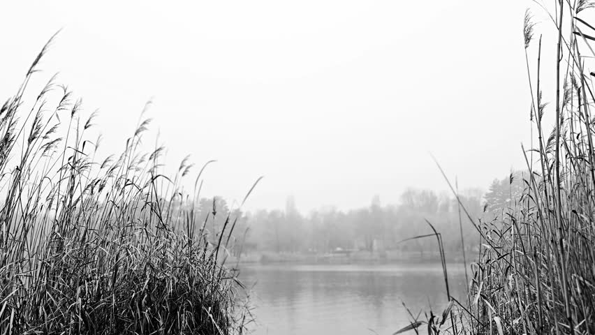 The fog envelops the waterside woods, reed at the lake edge blown by smooth breeze.