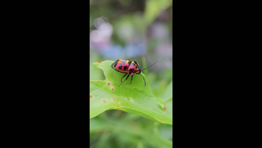 Video of a beautiful bright red beetle on a leaf