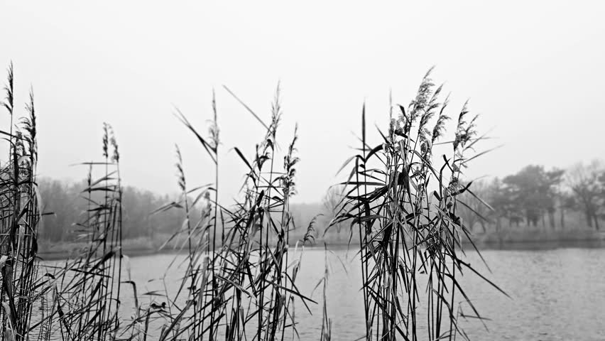 The fog envelops the waterside woods, reed at the lake edge blown by smooth breeze.