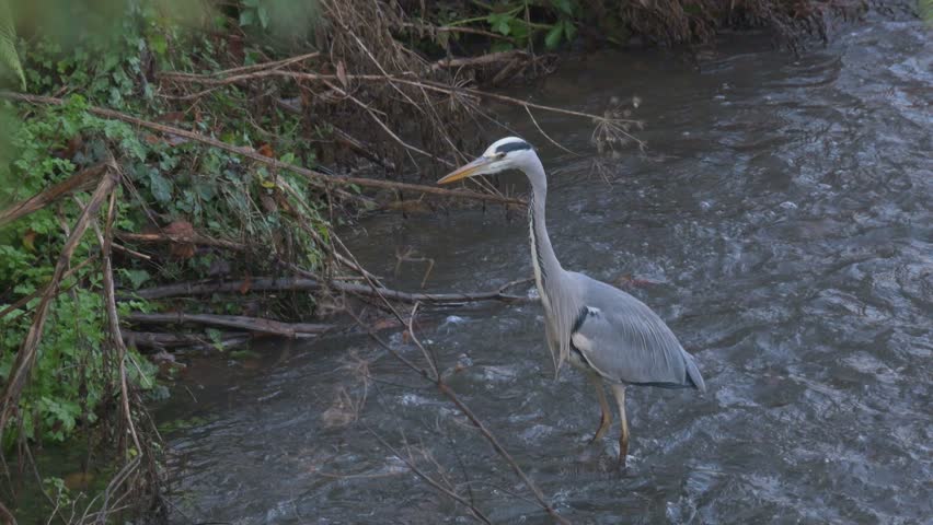 Grey Heron (Ardea cinerea) catching and swallowing a fish in a fast-flowing stream. December, Kent, UK [Slow motion x5]