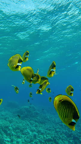 Vertical footage, Group of curious bright yellow fish follow me and looking at camera, Slow motion of shoal of Raccoon butterflyfish, Chaetodon lunula swim towards the camera lens