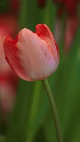 Footage of an Enchanting Gradient Pink and Red Parrot Tulip