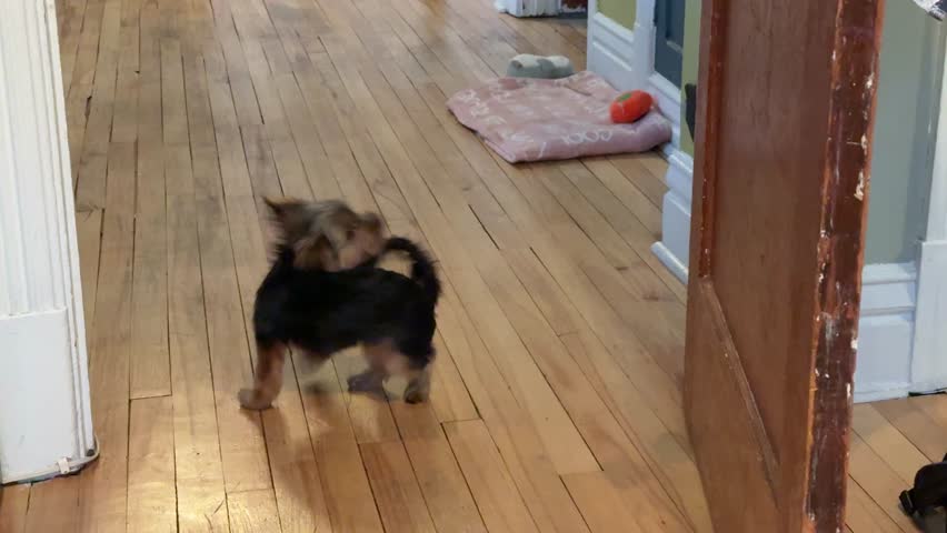 A Yorkshire Terrier puppy chases its tail