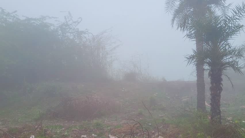Fog Covered Trees Along Roadside in India