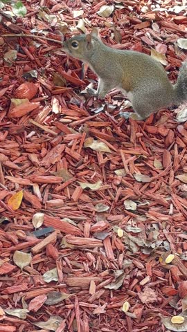 A cute wild squirrel eating a peanut in a natural outdoor environment. Close-up wildlife shot showing adorable facial expressions and natural behavior. Cute Squirrel Eating Peanut in Natural Outdoor 