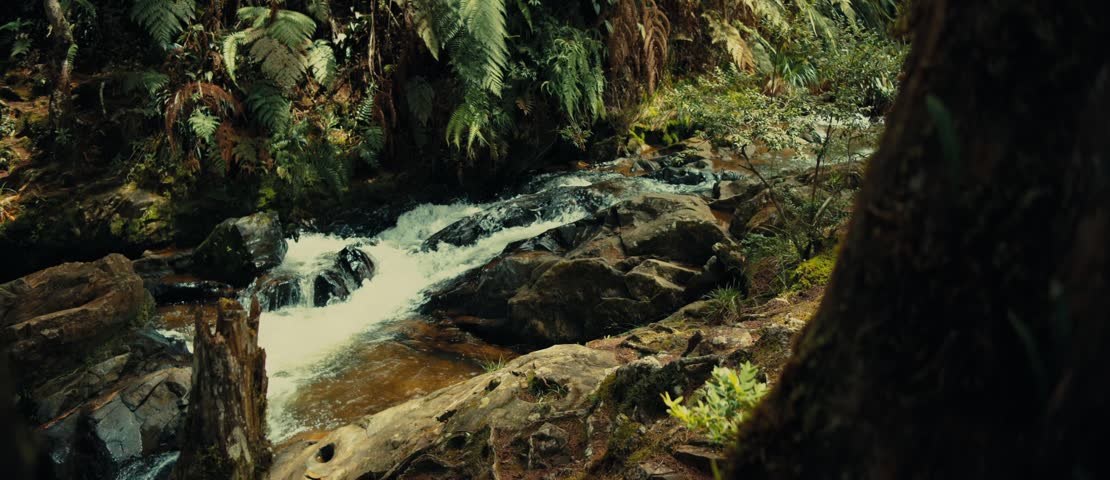 Forest Stream Flowing Through Lush Green Nature