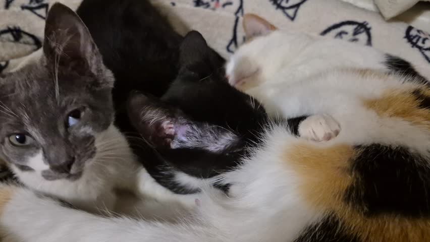 A calico mother cat is curled up with her three kittens, a black one, a grey one, and another black one, all sleeping soundly