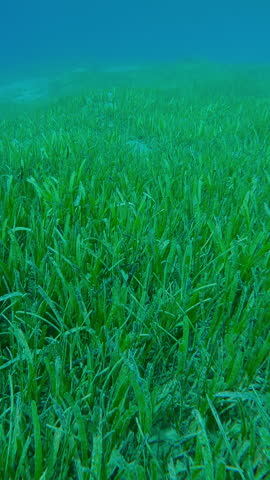 Vertical footage, Top view of seagrass bed covered with green Sickle-leaved Cymodocea seagrass, Thalassodendron ciliatum in sunlight, Slow motion, Camera moves forward