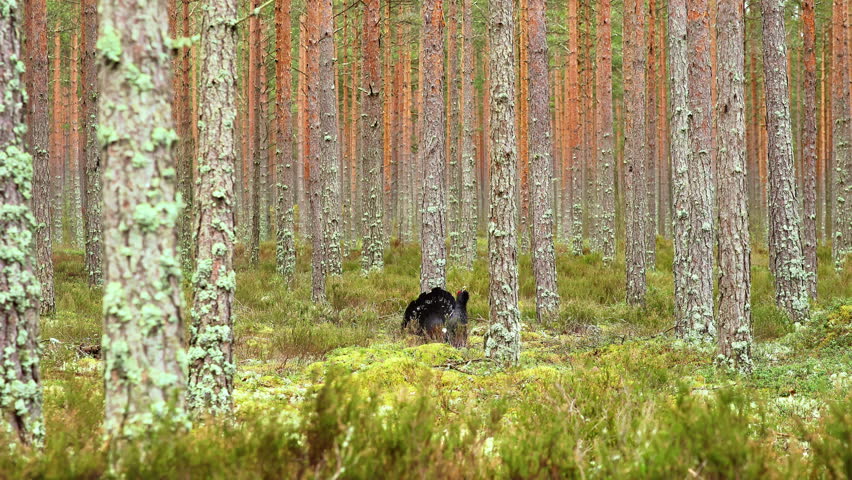 Male Bird Showcases Vibrant Displays In Forest Environment, Nature Documentary Footage Capturing Male Bird Performing Elaborate Courtship Routines