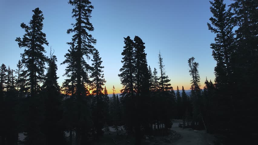 Sunrise in the Rocky Mountains of Colorado.  Blue skies with an orange glow with sunlight filtering through the branches of the pine trees in the woods of the forest.  