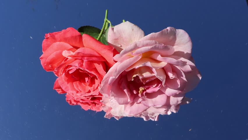 Roses: A gorgeous pink and vibrant orange-red color, roses that open into full, medium-large, cup-shaped blooms. The blue background adds a clean and dramatic contrast to the warm floral tones. Petal details and layered forms are clearly defined by sunlight. The image conveys vibrancy, elegance, and modern floral beauty. Florida, November 30, 2025