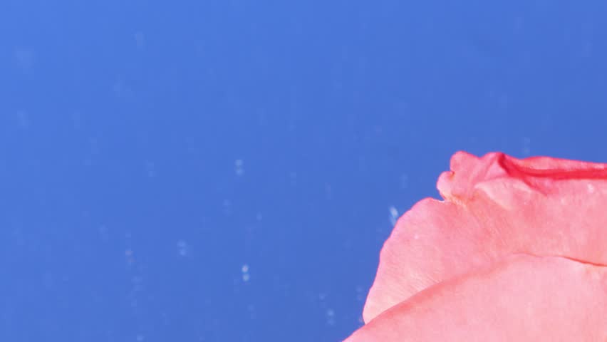 Roses: An extreme close-up of peach and pink roses glowing under bright sunlight, set against a blue backdrop in an outdoor setting. Florida, November 30, 2025
A gorgeous pink and vibrant orange-red color, roses that open into full, medium-large, cup-shaped blooms. The blue background adds a clean and dramatic contrast to the warm floral tones. Petal details and layered forms are clearly defined by sunlight. The image conveys vibrancy, elegance, and modern floral beauty. Florida, November 30, 2025