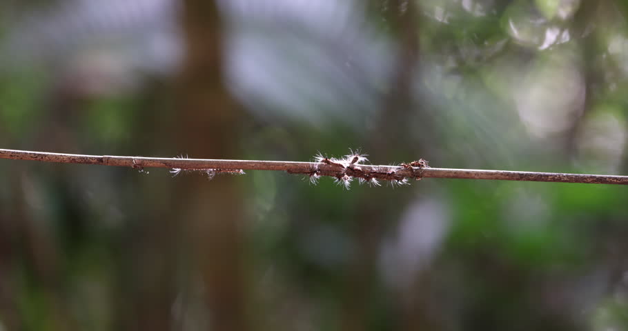 Nature wildlife footage of caterpillar was attact by ant on tree branches