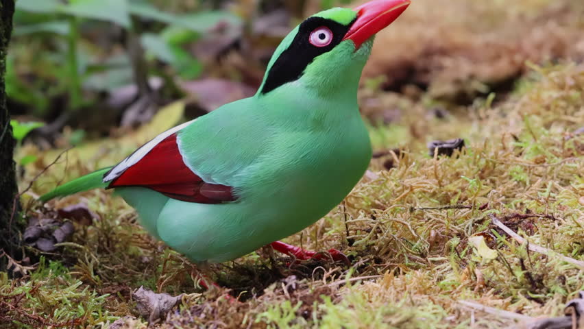 green birds of Borneo known as Bornean Green Magpie