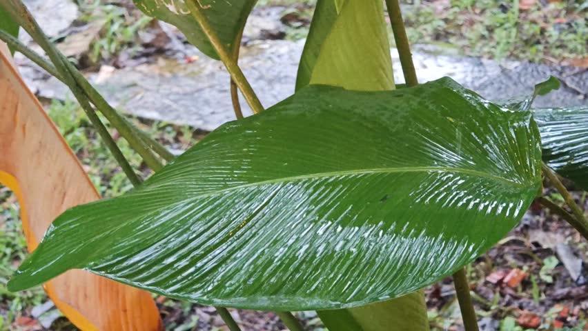 Close-up of raindrops falling on a large green tropical leaf during a rain shower. Water droplets hitting and sliding off the glossy wet surface