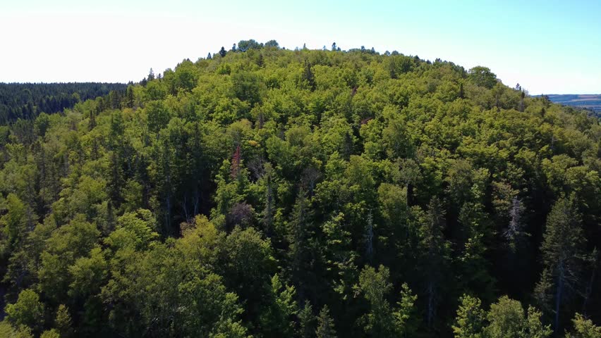 Flying over the canopy of a lush, rounded, green hill under a clear sky.