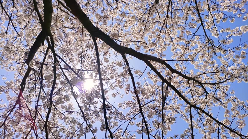 Cherry blossoms in full bloom and sunlight filtering through the trees, Tohoku Japan