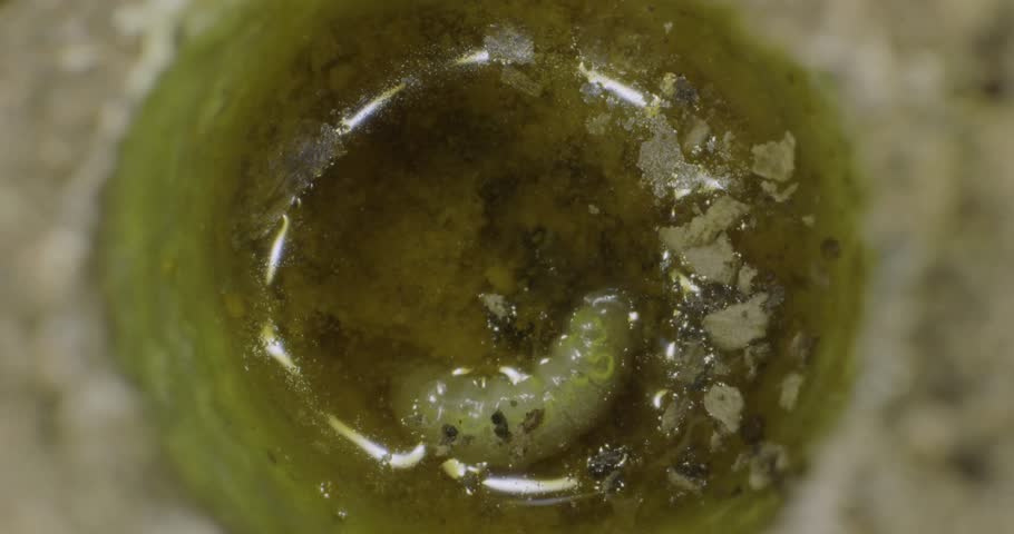 lab, laboratory, maggot, grub, larva, larvae, specimen, science, scientificresearch, research, biology, entomology, microbiology, pathology, medical, medicine, forensic, forensics, experiment