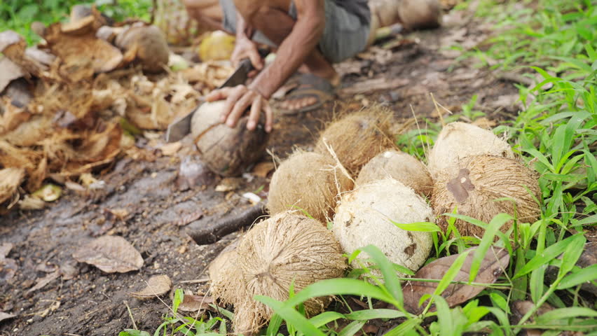 A farmer removing coconut husk with machete on farm to make copra