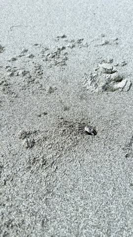 Close up of a small ghost crab emerging from its hole on a sandy beach. Wildlife behavior of a crab on the shore during a sunny day. Nature and coastal environment concept.