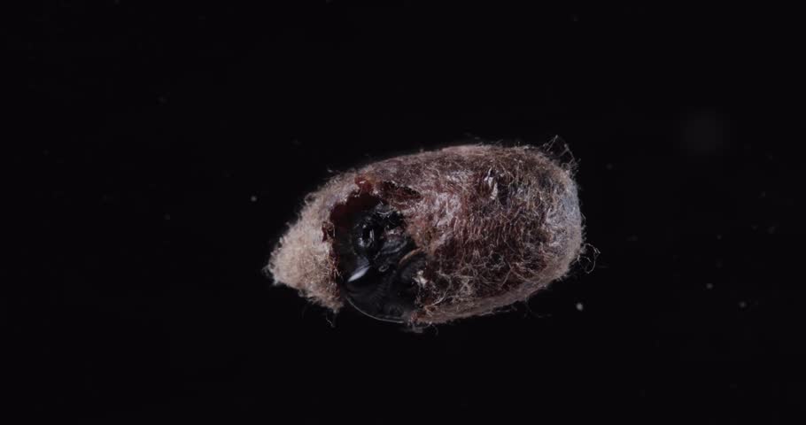 larva, larvae, maggot, grub, specimen, sample, research, scientific research, science, biology, entomology, laboratory, lab, lab sample, observation, analysis, experiment, pathology, forensic science,