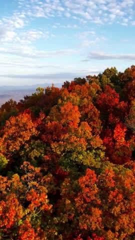 Autumn forest canopy with vibrant fall foliage under a blue sky