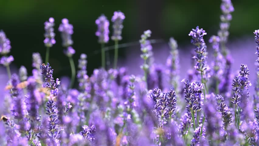 Butterflies on spring lavender flowers under sunlight. Beautiful landscape of nature with a panoramic view. Hi spring. long banner