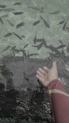 Video fish schooling on the surface of clear sea water