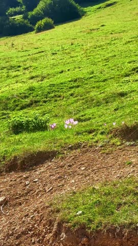Vertical video zooming in on wildflowers on green hillside under blue sky
Vertical video showing a slow zoom in on wildflowers growing on a lush green hillside under a clear blue sky. Peaceful nature scene with fresh grass, spring or summer landscape, and natural sunlight. Ideal for nature backgrounds, relaxation, environment, and vertical mobile content.