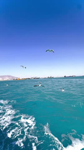 Seagulls flying over turquoise sea under clear blue sky
Vertical video of seagulls flying freely above a calm turquoise sea under a clear blue sky. Peaceful coastal atmosphere with birds gliding over open water, creating a natural marine scene suitable for travel visuals, ocean backgrounds, summer concepts, social media stories, mobile content, and nature-related projects. No people.
