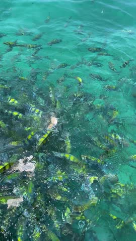Colorful Fish Feeding in Clear Turquoise Water
School of colorful fish feeding near the water surface in clear turquoise sea. Natural marine life scene with movement and splashing water, ideal for nature videos, underwater concepts, social media backgrounds, vertical mobile content, and relaxing visuals. No people.