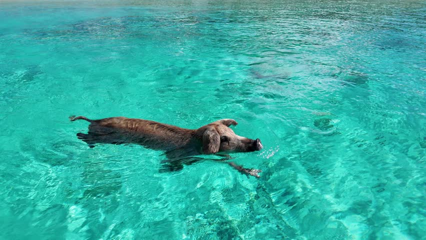 Pigs Beach In Exuma Nassau Bahamas. Scenic Wild Marine Animals Swimming In The Sea. Coast Clouds Seaside Summertime. Coast Panoramic. Exuma Nassau.