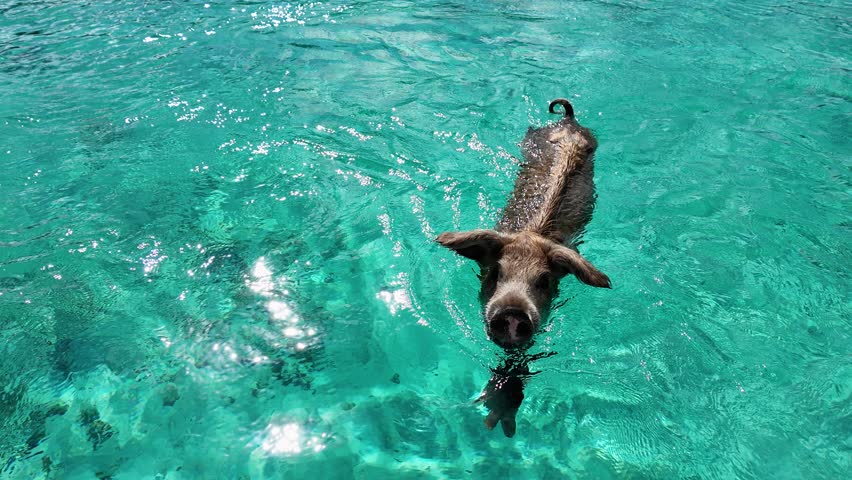 Pig Beach In Exuma Black Point Bahamas. Scenic Wild Marine Animals Swimming In The Sea. Coast Clouds Seaside Summertime. Coast Panoramic. Exuma Black Point.