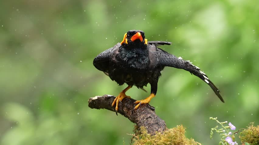 Common Hill Myna (Gracula religiosa) perched after bathing in fresh water inside a tropical forest habitat in India. The bird is seen drying its feathers and preening, displaying natural post-bathing behavior. High-quality wildlife footage highlighting avian hygiene, rainforest biodiversity, and nature conservation.