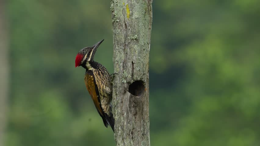 Black-rumped Flameback (Dinopium benghalense) perched on a wooden trunk while actively searching for food in a tropical forest in India. This colorful woodpecker displays natural foraging behavior, pecking and probing the wood for insects. High-quality wildlife footage highlighting avian feeding behavior, forest biodiversity, and nature conservation.