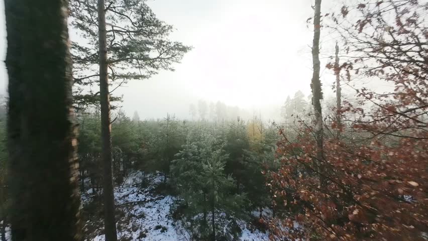 Wnter Fog in the Forest	
