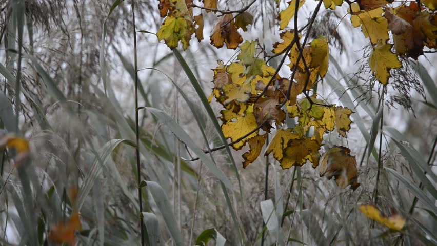 Yellow autumn maple leaves swaying in the wind against a background of tall reeds on a misty day