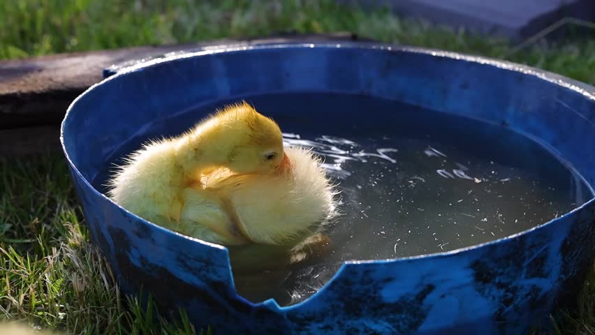 Funny small bright  yellow goslings swiming in small pool 