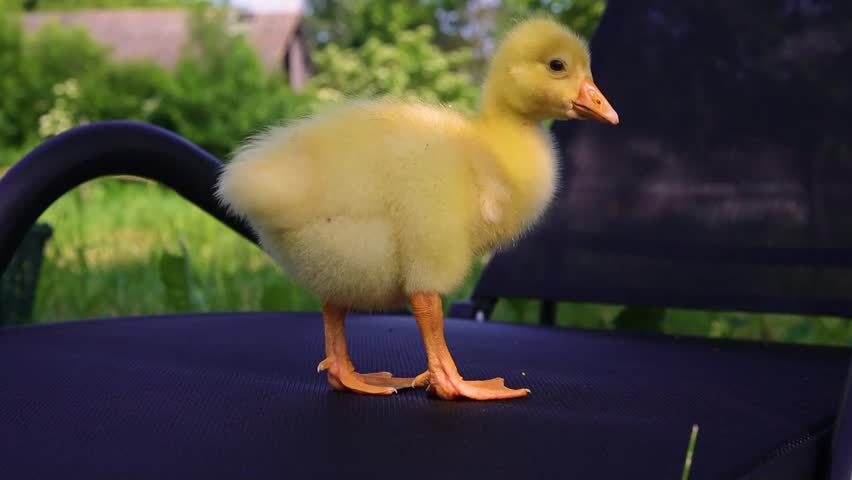 Funny small bright  yellow goslings on the green grass