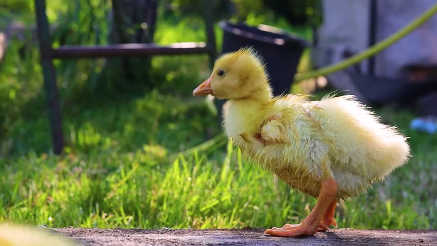 Funny small bright  yellow goslings on the green grass