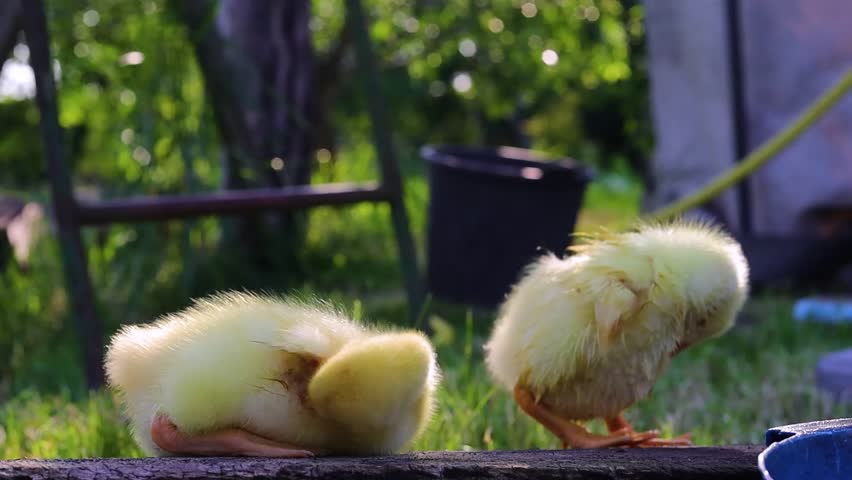 Funny small bright  yellow goslings on the green grass