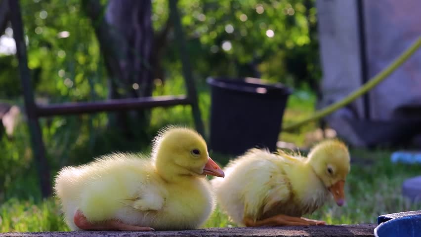 Funny small bright  yellow goslings on the green grass