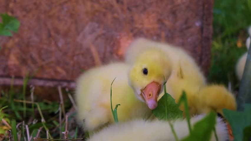 Funny small bright  yellow goslings on the green grass