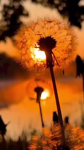 Dandelion flower silhouette at sunset warm golden hour light, glowing backlight, soft bokeh background, shallow depth of field, calm and dreamy atmosphere