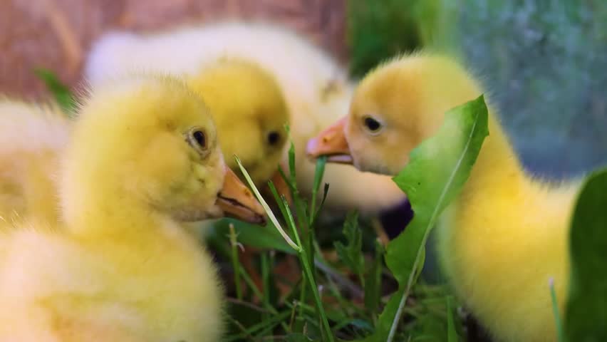 Funny small bright  yellow goslings on the green grass