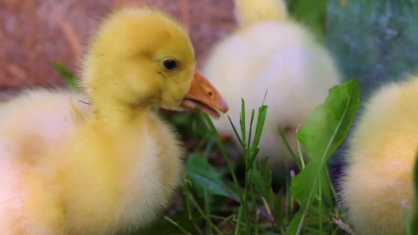 Funny small bright  yellow goslings on the green grass