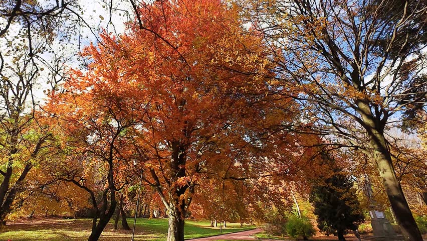 Vibrant autumn foliage under a clear blue sky. Sunlight filters through the beautiful orange leaves. A serene nature scene perfect for seasonal projects.