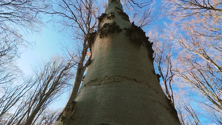 A low-angle video of a European Beech (Fagus sylvatica) trunk, showcasing the rough, textured bark against a clear blue sky.