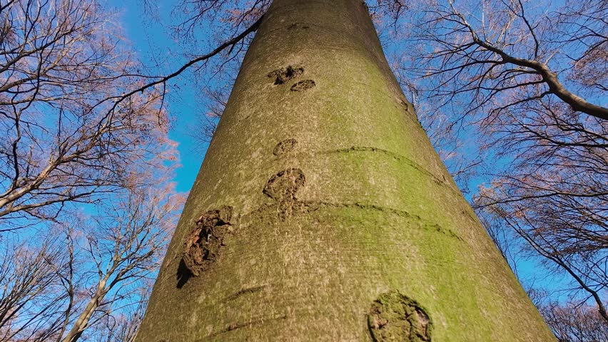 A low-angle video of a European Beech (Fagus sylvatica) trunk, showcasing the rough, textured bark against a clear blue sky.
